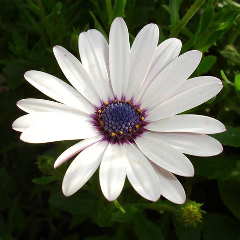 white flower purple center